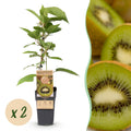 Fruitplant - Actinidia deliciosa Jenny - Kiwiplant - Zelfbestuivend - Groene Vrucht - 2 Planten - Pot 15cm - Hoogte 50cm