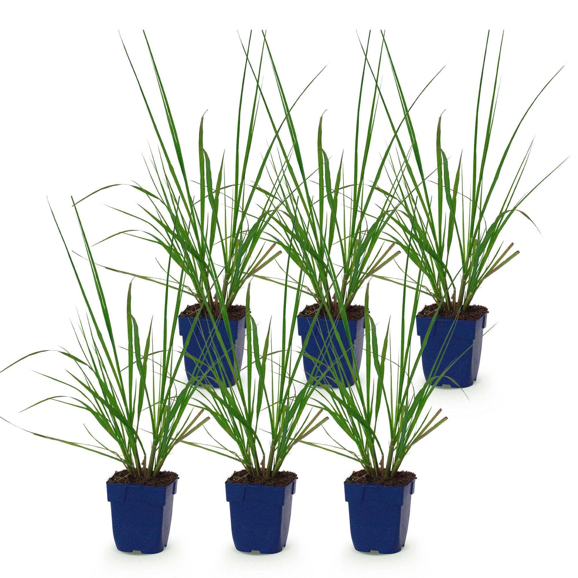 Grassen - Pennisetum alop. Black Beauty - Lampenpoetsergras - Met Pluim - Groen - 6 Planten - Pot 11cm - Hoogte 15-25cm