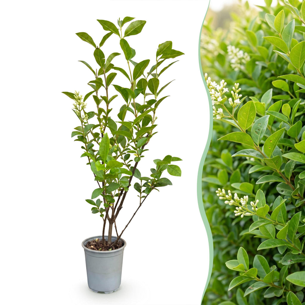 40x Ligustrum ovalifolium - Gewone Liguster - Haagplanten - Groenblijvend - Groen - Pot 9cm - Hoogte 35-45cm