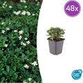 48x Potentilla tridentata 'Nuuk' - ↕10-25cm - Ø9cm