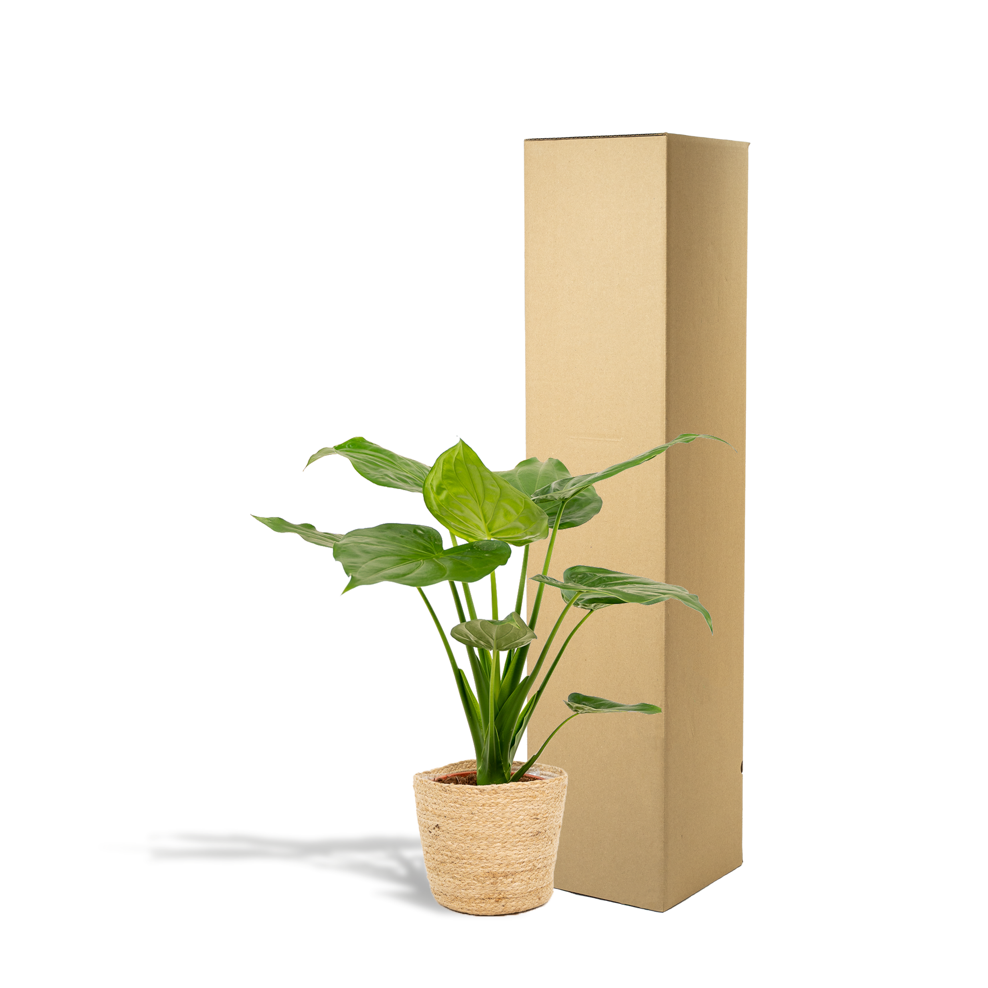 Alocasia Cucullata - Ø19cm - ↕65cm + Mand Selin