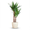 Yucca Elephantipes met Potter wit - 90cm - Ø21