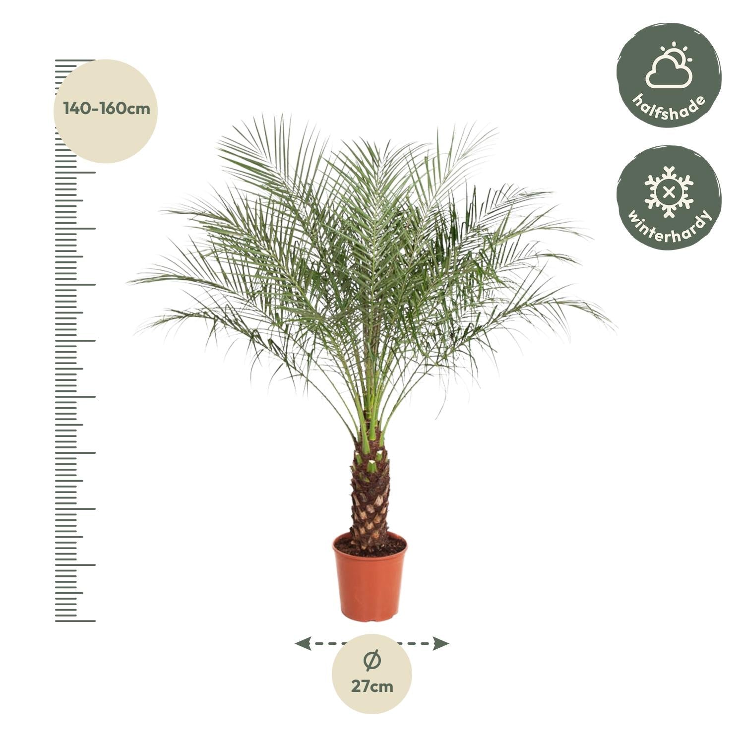 Phoenix Roebelenii - 150 cm - ø32