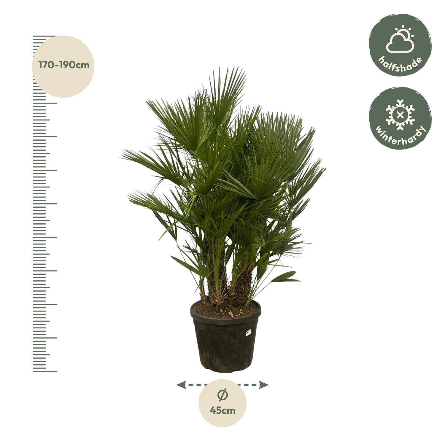 Chamaerops Humilis multi stam - 160 - 220 cm - Ø50cm