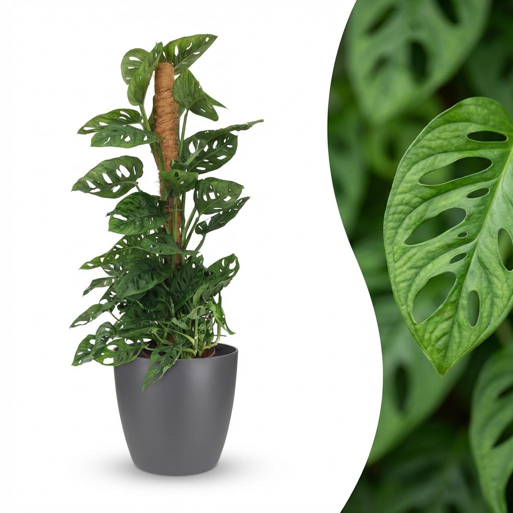 Kamerplant - Monkey Mask - Monstera Andansonii Mosstok - Groen - Weinig onderhoud - 1 Plant - met Potter Grijs - Pot 19cm - Hoogte 90cm