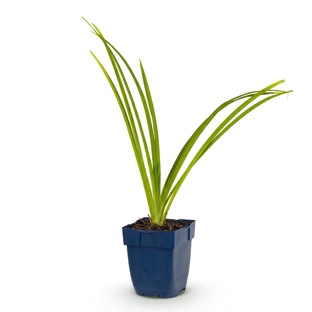 Vasteplant - Hemerocallis Pink Damask - Daglelie - Bijen en Vlinderlokkers - Roze - 1 Plant - Pot 11cm - Hoogte 15-25cm