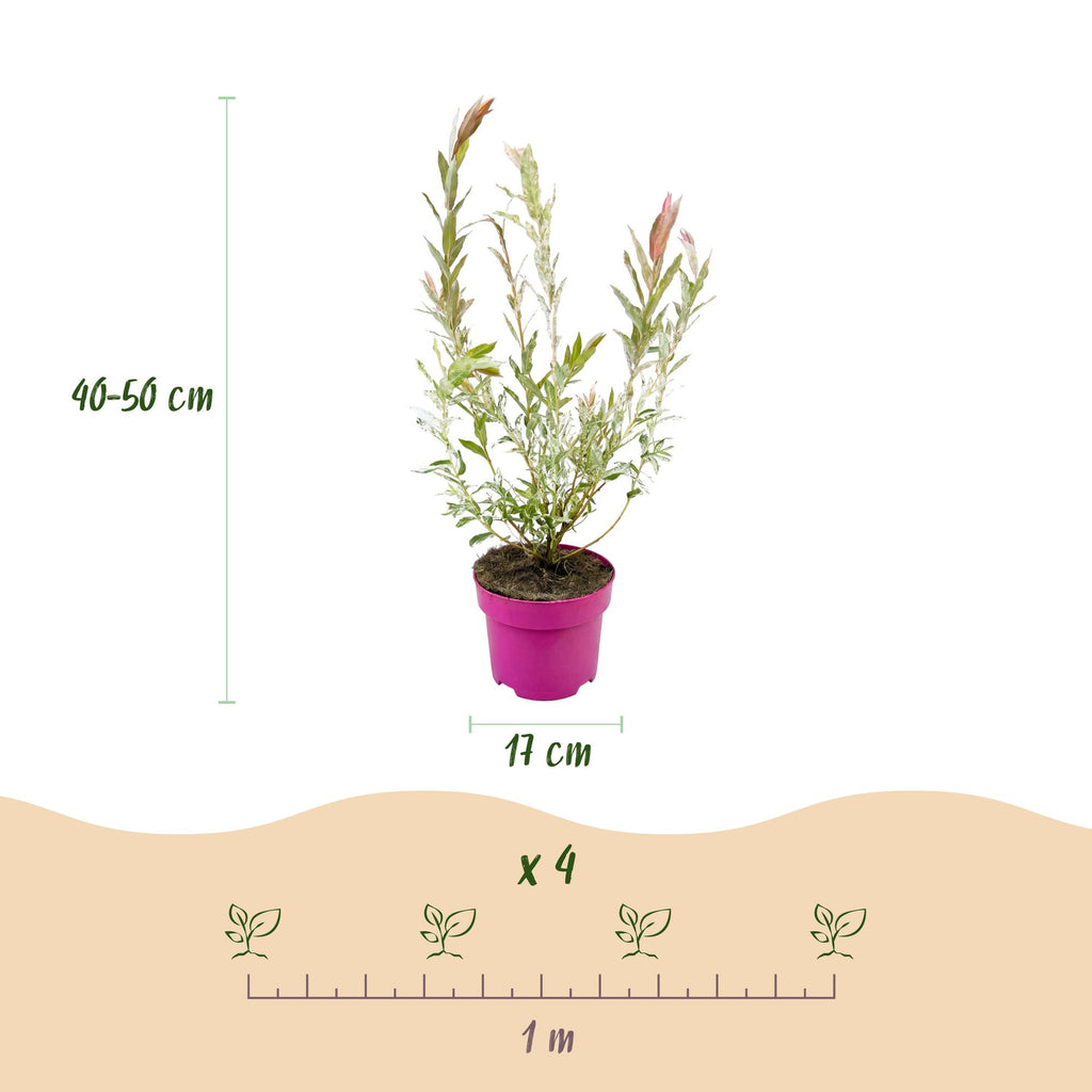 2x - Salix Flamingo - Ø17cm - ↕40-50cm