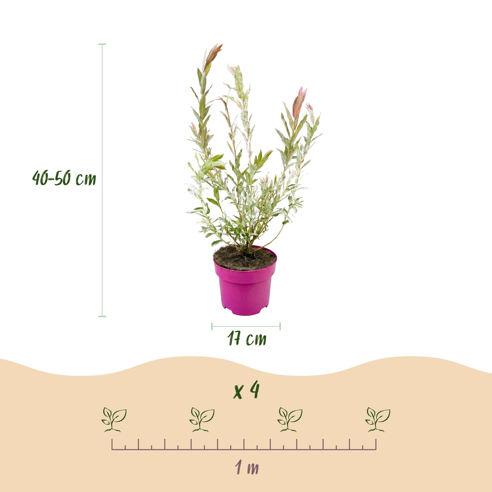 2x - Salix Flamingo - Ø17cm - ↕40-50cm