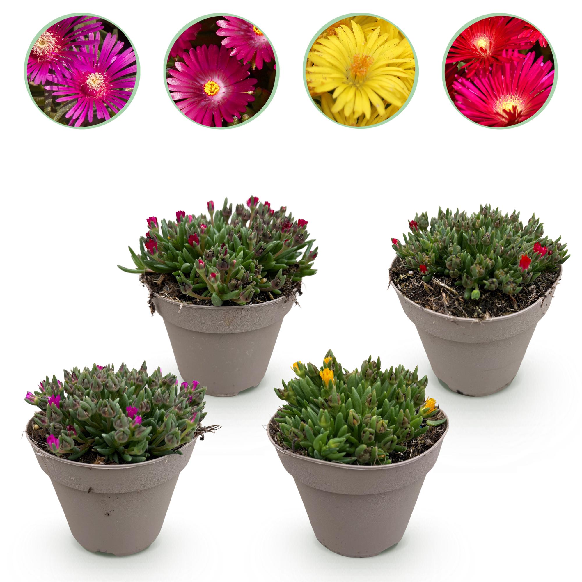 Bodembekker - Winterhard - Delosperma - 4 Planten - Kleuren Rood - Geel - Paars - Roze - Weinig Onderhoud - Pot 14 Hoogte 17