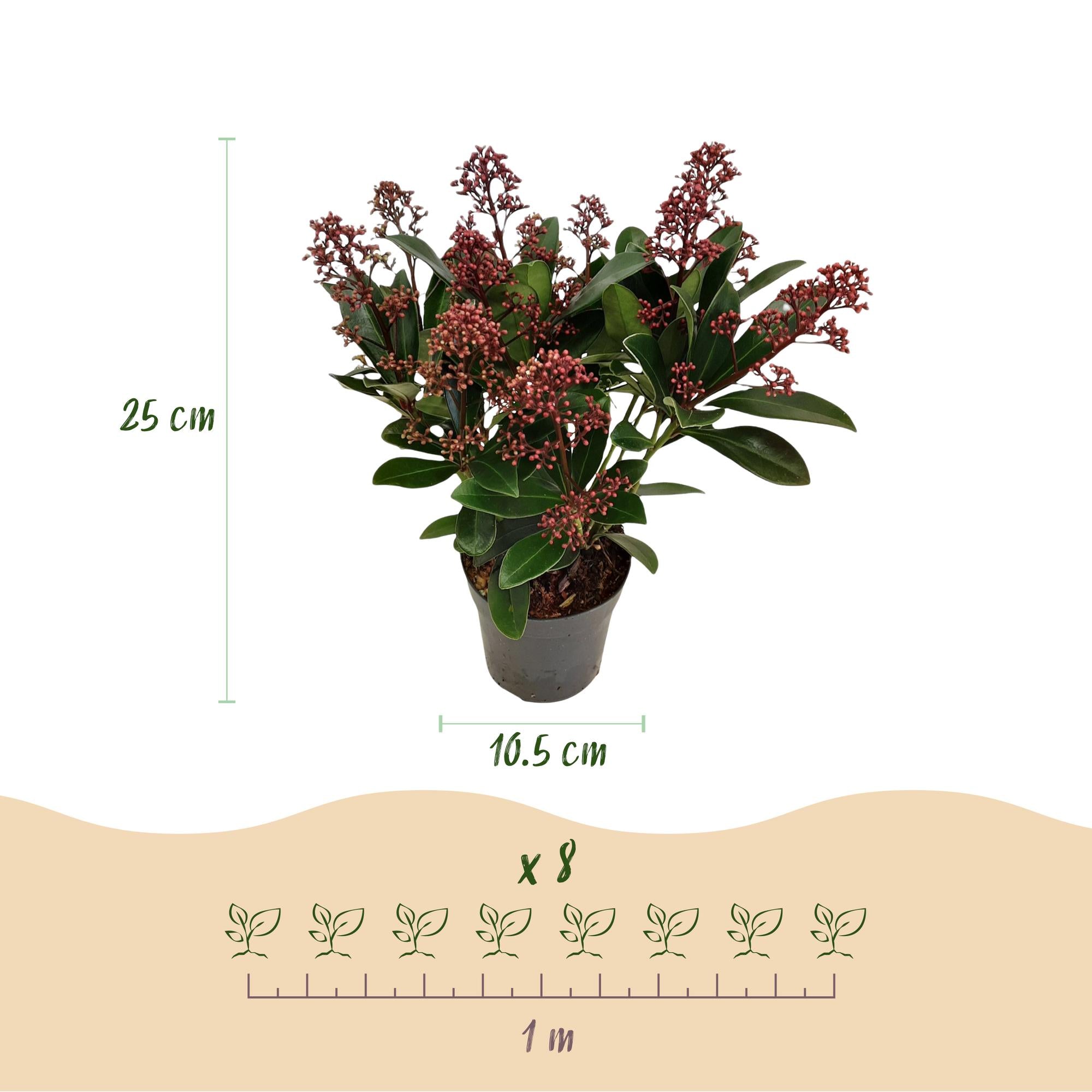Terrasplant - Skimmia japonica Rubella - Bloem Rood - 10+ Bloemen - 2 Planten - Winterhard - Pot 10,5cm Hoogte 25cm