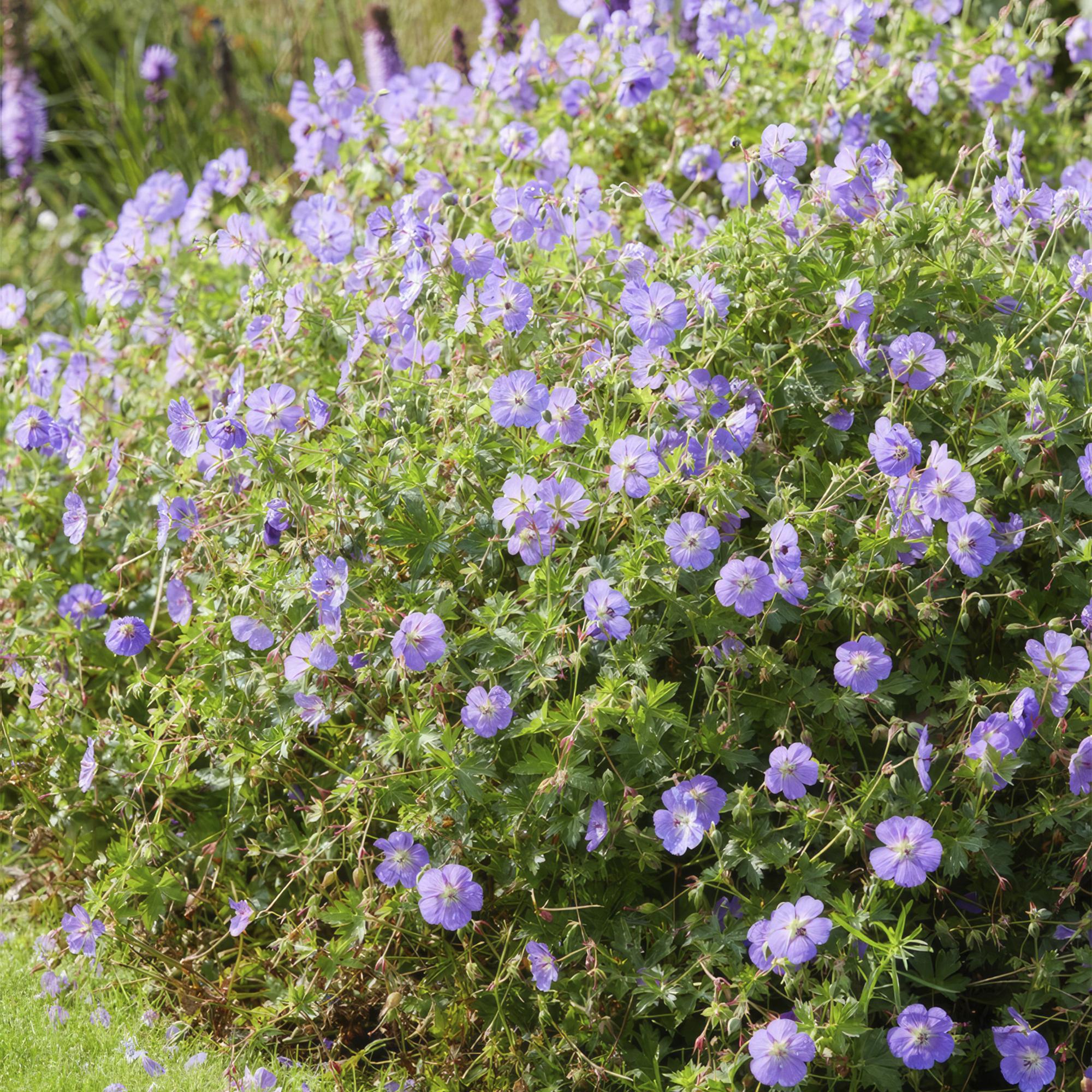 48x Geranium Rozanne - ↕10-25cm - Ø9cm