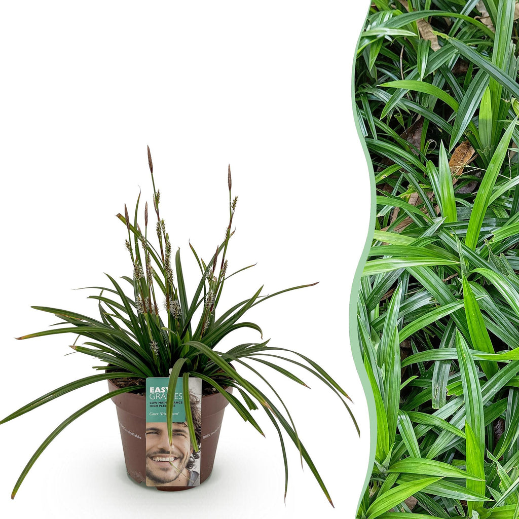Siergrassen -  Carex morrowii Irish Green - Groen & Geel - 1 Plant - Groenblijvend - Winterhard - Pot 17cm Hoogte 50cm