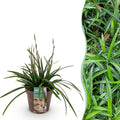 Siergrassen -  Carex morrowii Irish Green - Groen & Geel - 1 Plant - Groenblijvend - Winterhard - Pot 17cm Hoogte 50cm