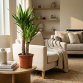 Kamerplant - Yucca (Palmlelie) - Yucca Elephantipes - Groen - Weinig onderhoud - 1 Plant - Pot 21cm - Hoogte 80 - 90cm