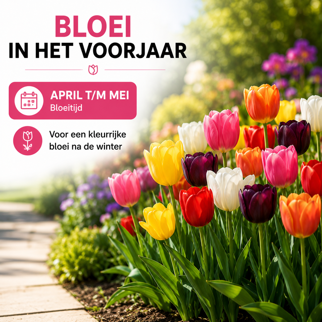 10 zakjes tulpenbollen Mix - 20 Stuks - Winterhard - Maat 11/12