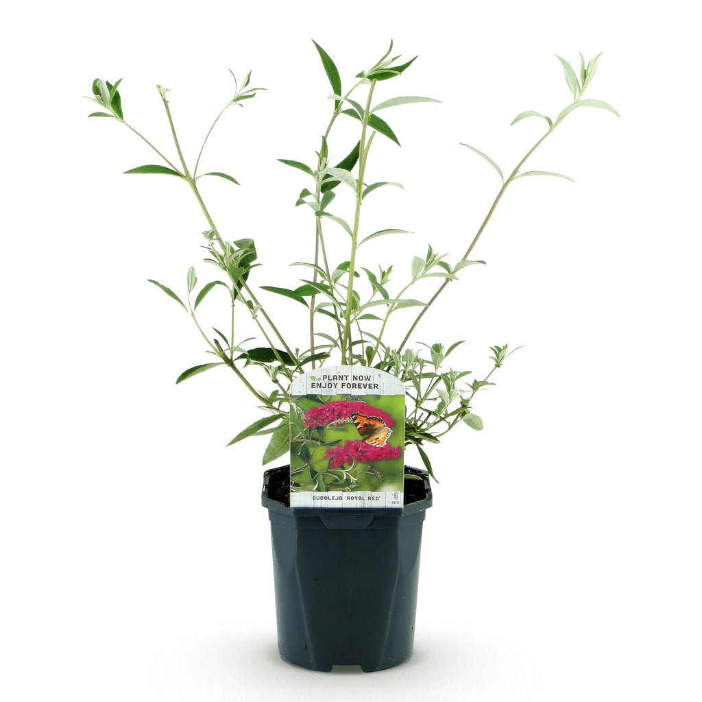 Tuinplant - Buddleja davidii Royal Red - Vlinderstruik - Winterhard - Rood - 1 Plant - Pot 17cm - Hoogte 45cm