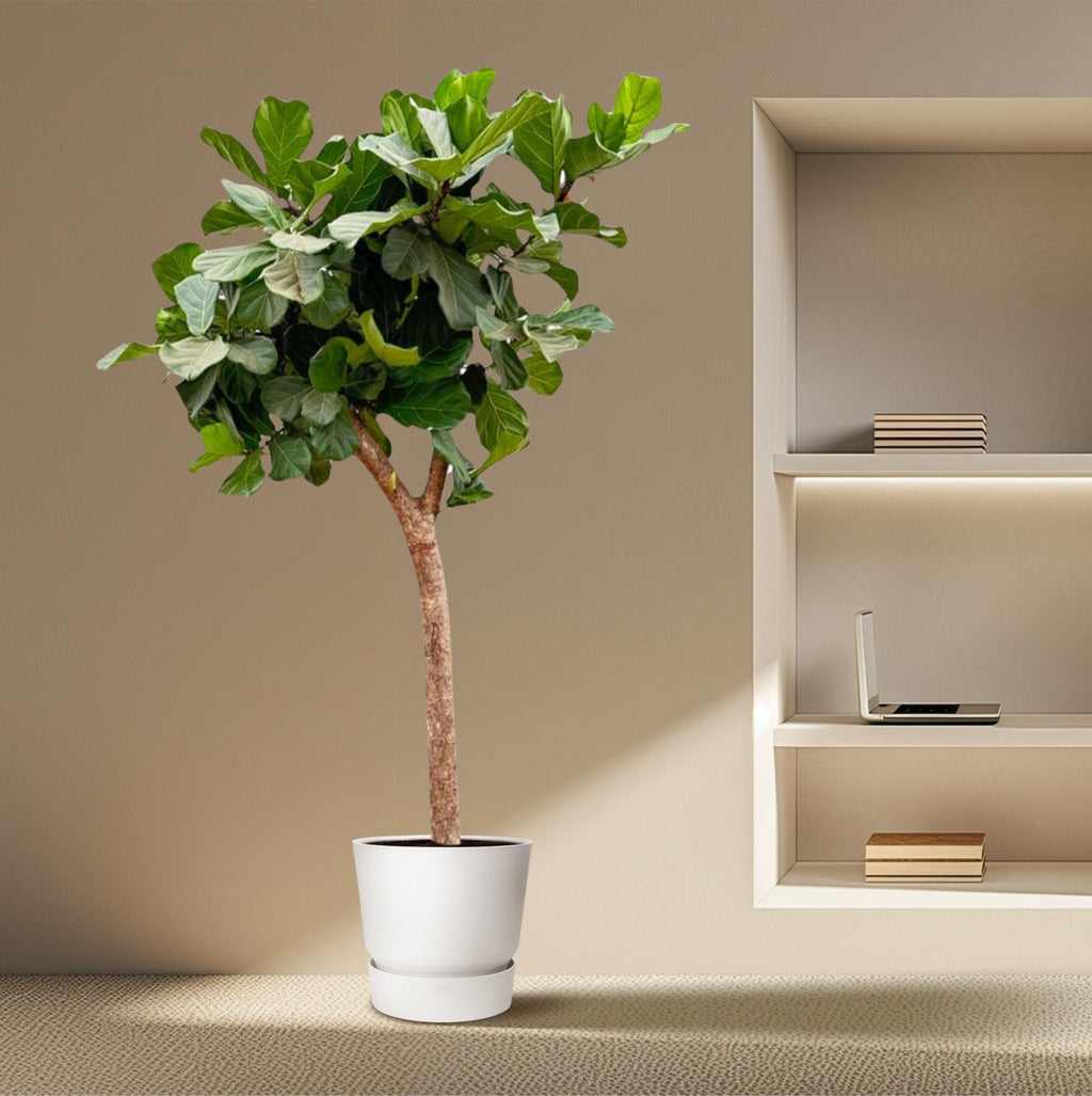 Ficus Lyrata boom XXXL - 230cm - ø40-45
