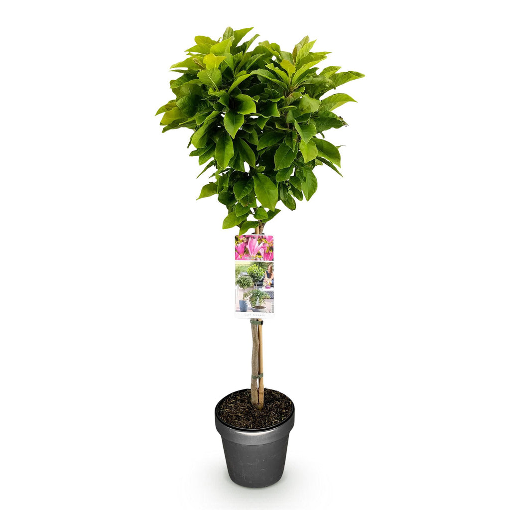 Plant op Stam - Magnolia Susan - Terras Plant - Bladverliezend - Winterhard - Roze Bloem - Pot 19cm Hoogte 90cm