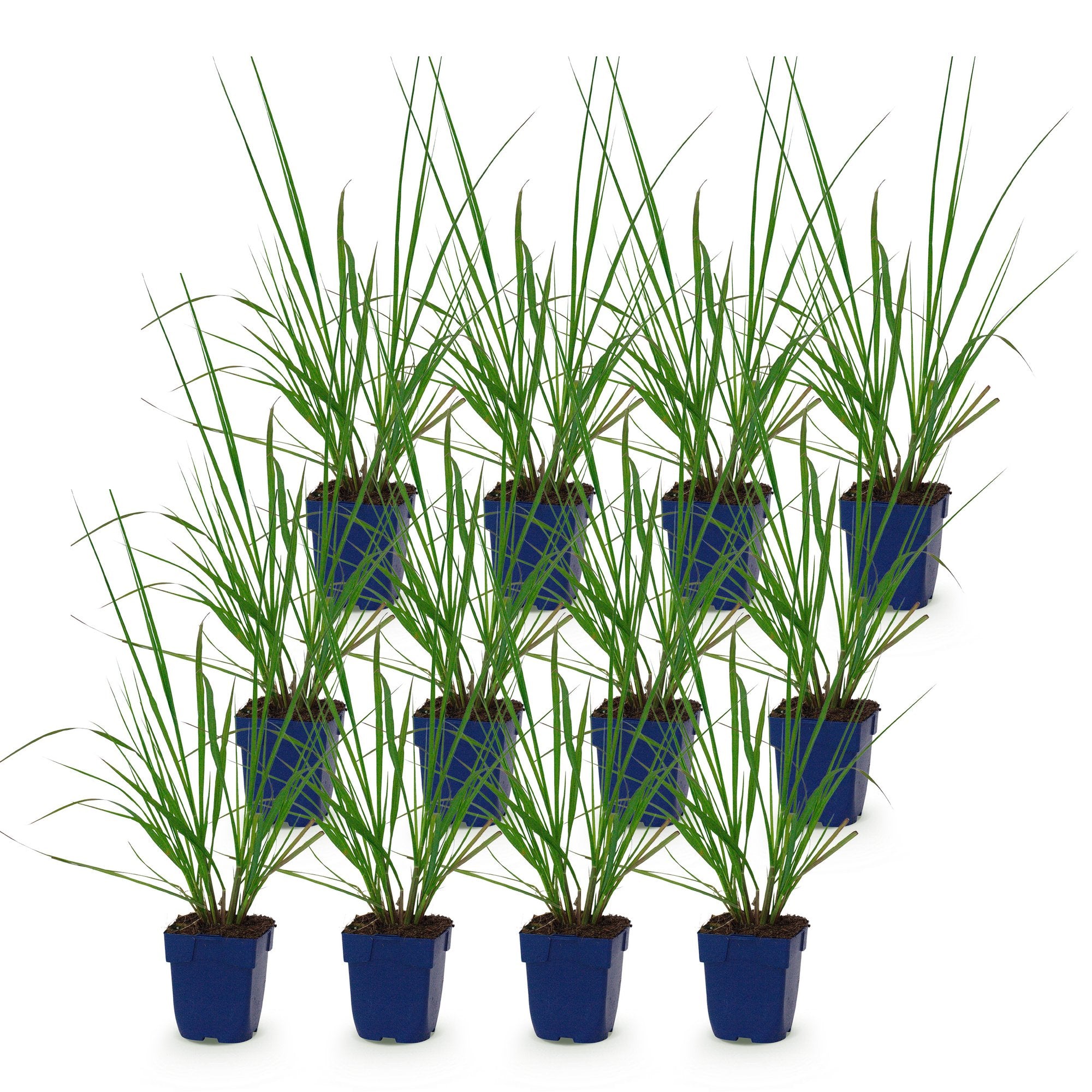 Grassen - Pennisetum alop. Black Beauty - Lampenpoetsergras - Met Pluim - Groen - 12 Planten - Pot 11cm - Hoogte 15-25cm