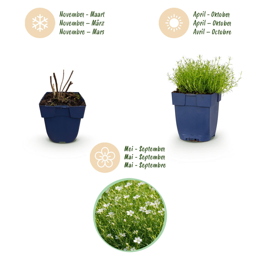 Vasteplant - Sagina subulata - Vetmuur - Rotsplanten - Wit - 24 Planten - Pot 11cm - Hoogte 15-25cm