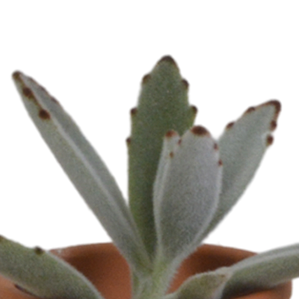 Vetplanten mix 5.5 cm - 5x - in terracotta pot
