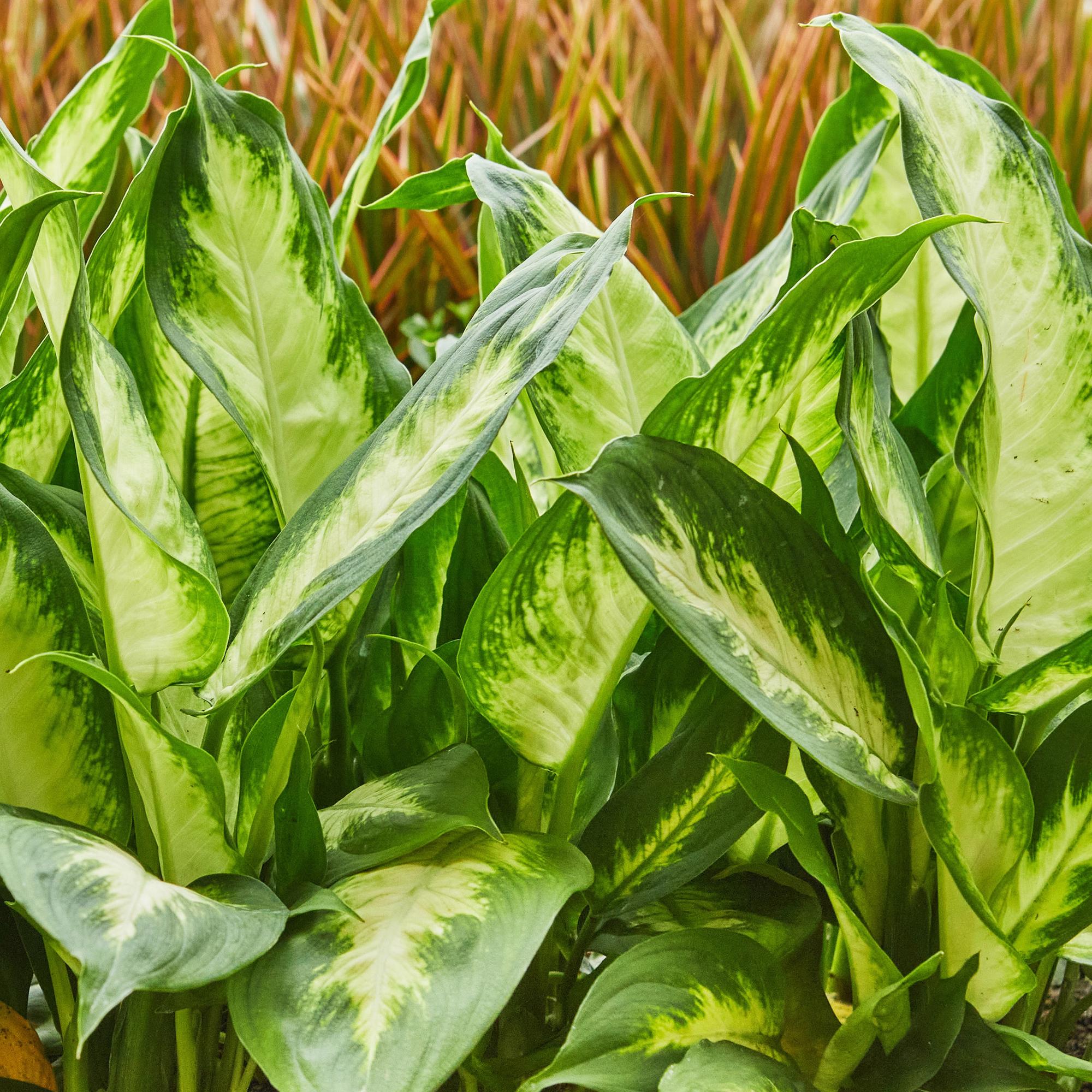 Green is... Kamerplanten - Diefenbachia Camilla - Dieffenbachia - Weinig onderhoud - Groen - 2 Planten - Pot 17cm - Hoogte 45-50cm