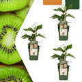 3 x Biologische kiwiplanten - Ø 13 cm - ↨ 20 cm
