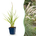 Grassen - Pennisetum or. Fairy Tales - Lampenpoetsergras - Met Pluim - Groen - 1 Plant - Pot 11cm - Hoogte 15-25cm