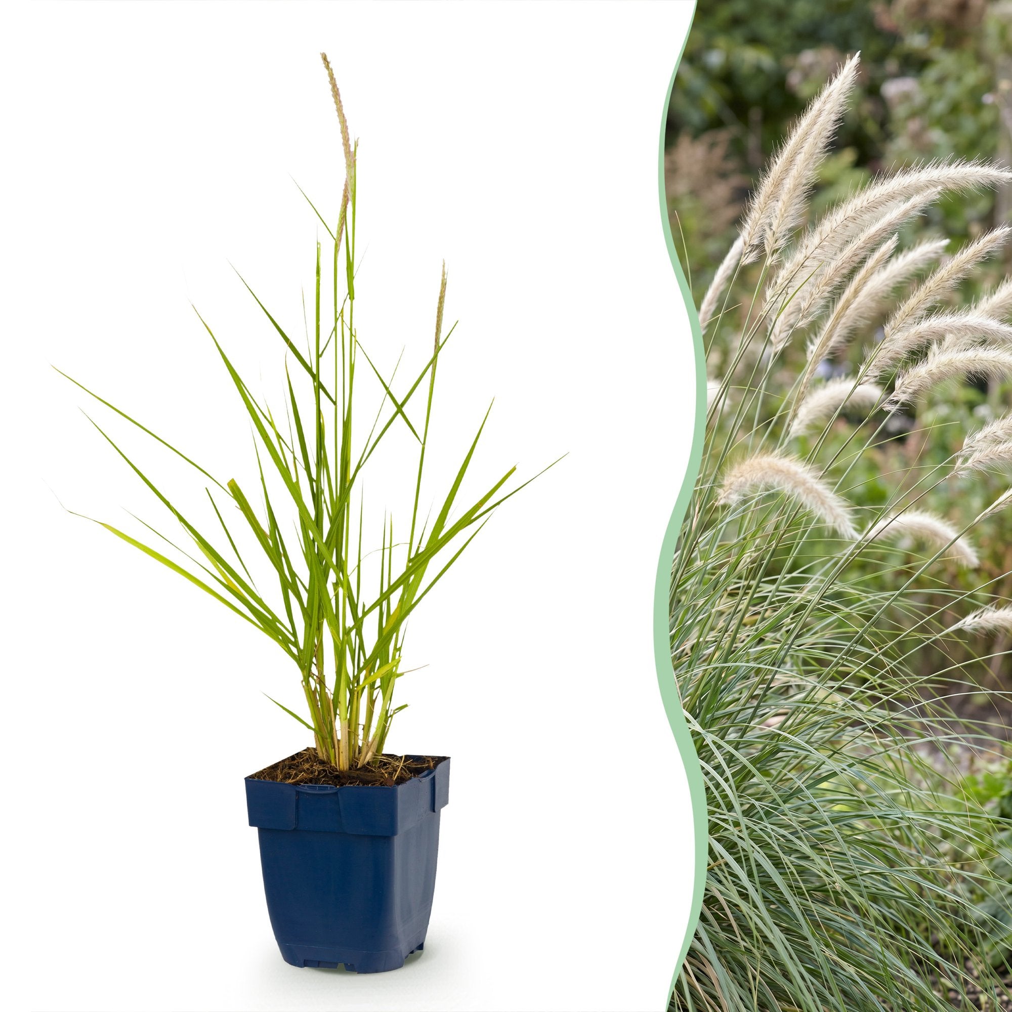 Grassen - Pennisetum or. Fairy Tales - Lampenpoetsergras - Met Pluim - Groen - 1 Plant - Pot 11cm - Hoogte 15-25cm