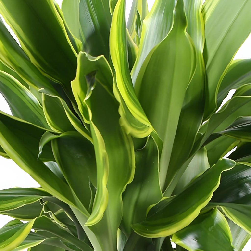 Green is... Kamerplanten - Dracaena fragrans Golden Coast - Drakenbloedboom - Weinig onderhoud - met mand - Groen - 2 Planten - Pot 17cm - Hoogte 50-55cm