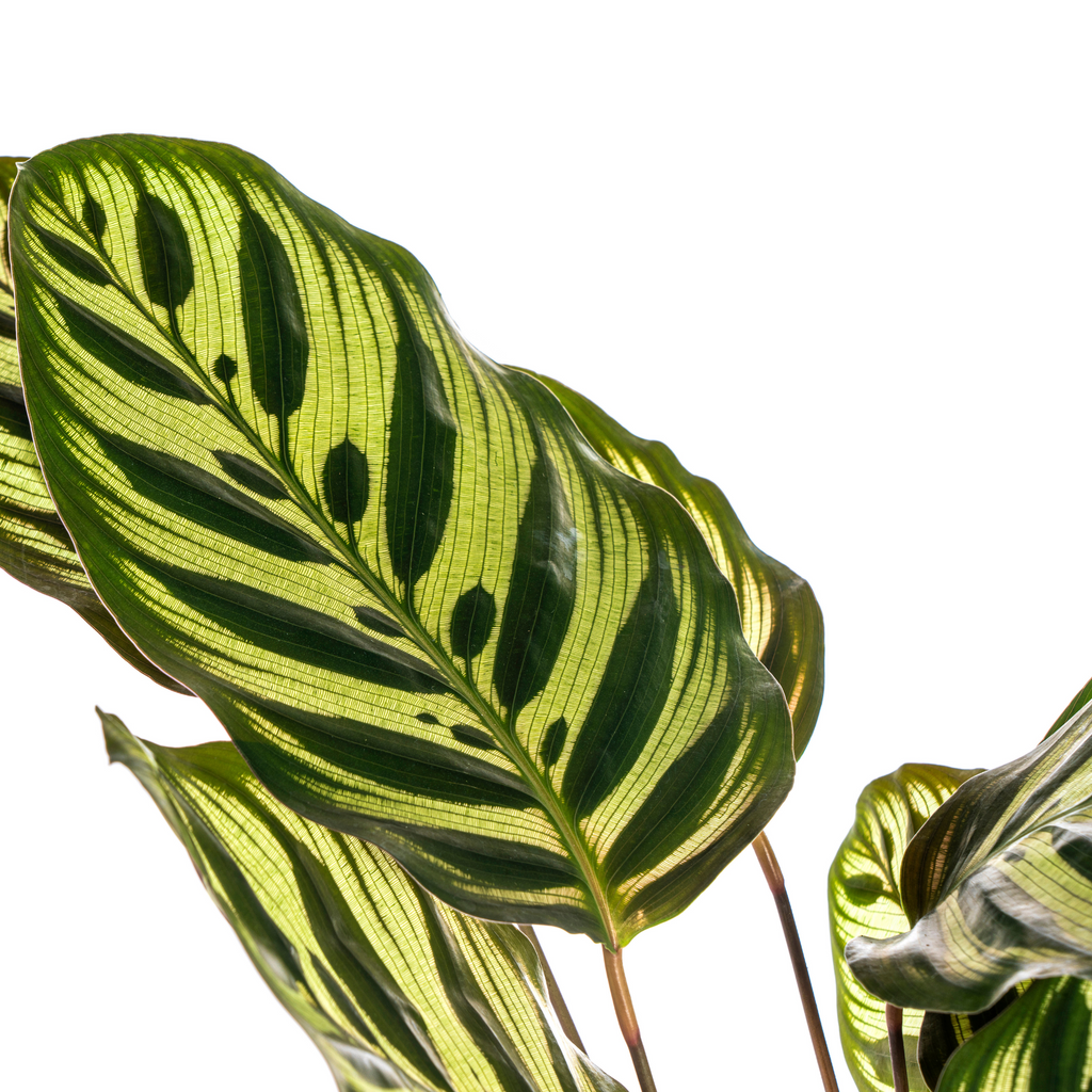 Calathea Makoyana Ø17cm - ↕40 - 50cm