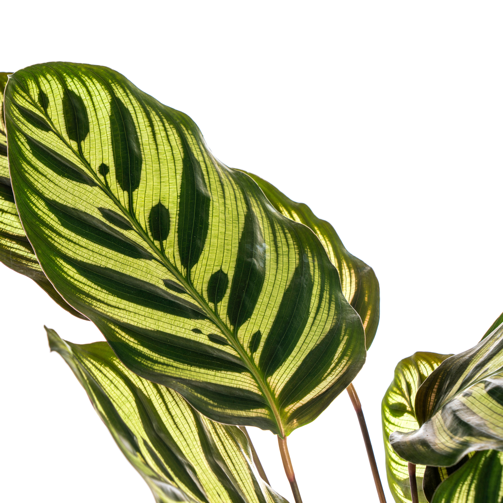 Calathea Makoyana Ø17cm - ↕40 - 50cm