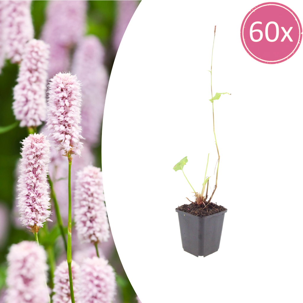 60x Persicaria bistorta - ↕10-25cm - Ø9cm