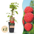 Fruitplant - Rubus idaeus Malling Promise - Frambozenplant - Winterhard - Rode Framboos - 2 Planten - Pot 15cm - Hoogte 50cm