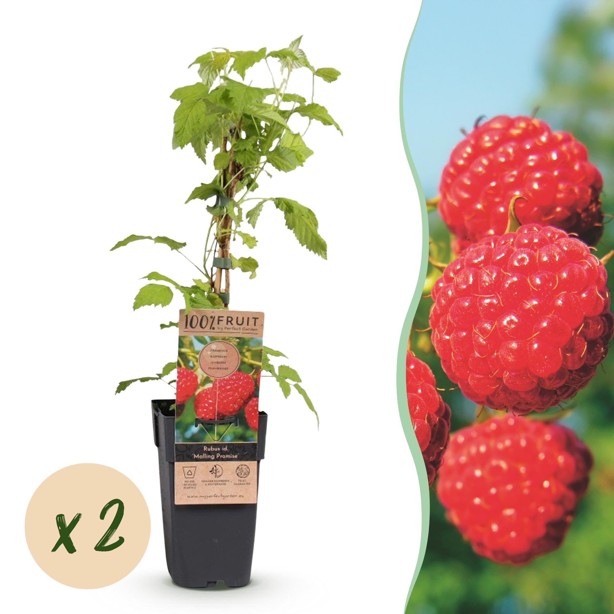 Fruitplant - Rubus idaeus Malling Promise - Frambozenplant - Winterhard - Rode Framboos - 2 Planten - Pot 15cm - Hoogte 50cm