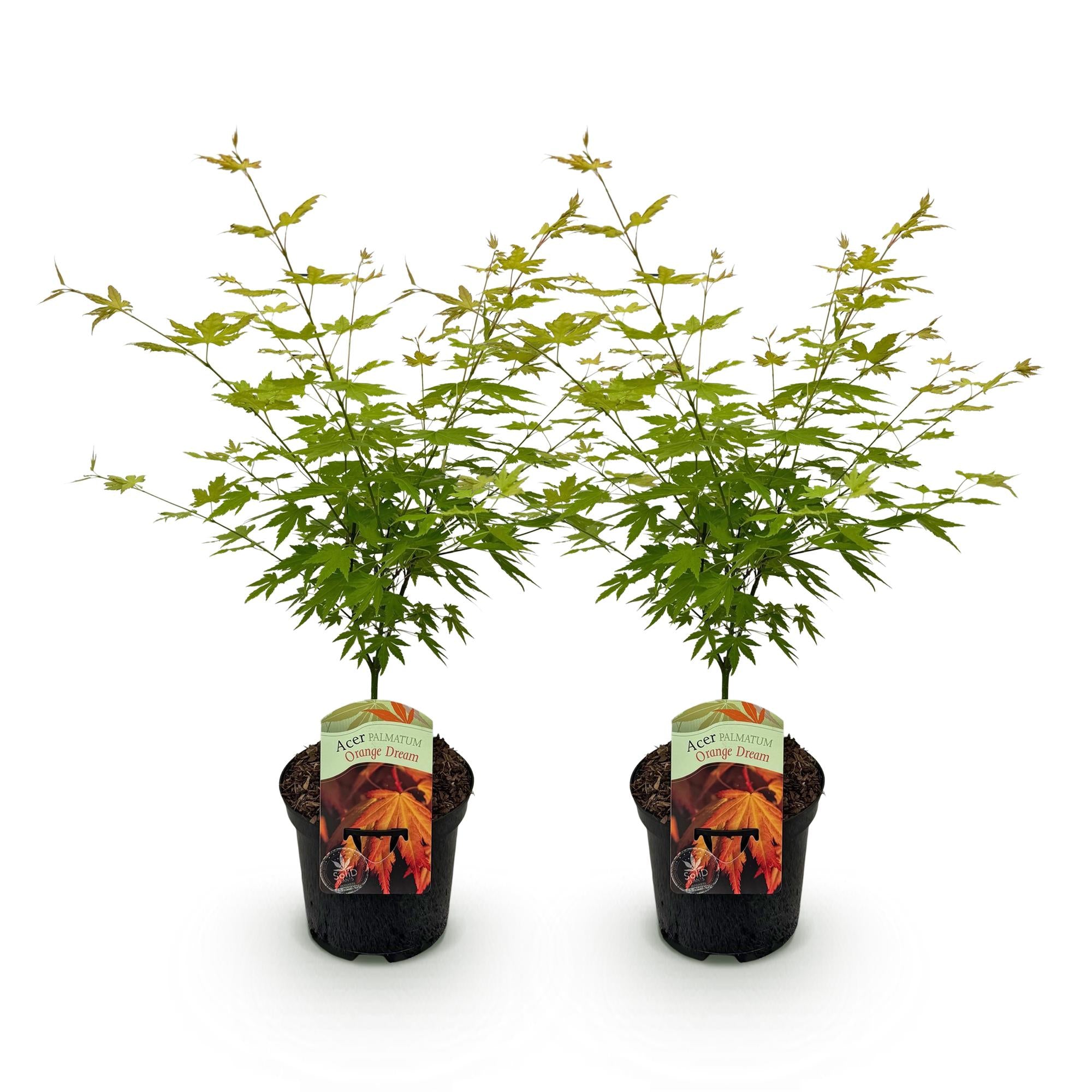 Terrasplant - Japanse Esdoorn - Acer palmatum Orange Dream - Oranje - 2 Planten - Bladverliezend - Pot 19cm Hoogte 70cm