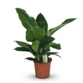 Kamerplant - Philodendron - Philodendron Imperial Green - Groen - Weinig onderhoud - 1 Plant - Pot 19cm - Hoogte 65cm