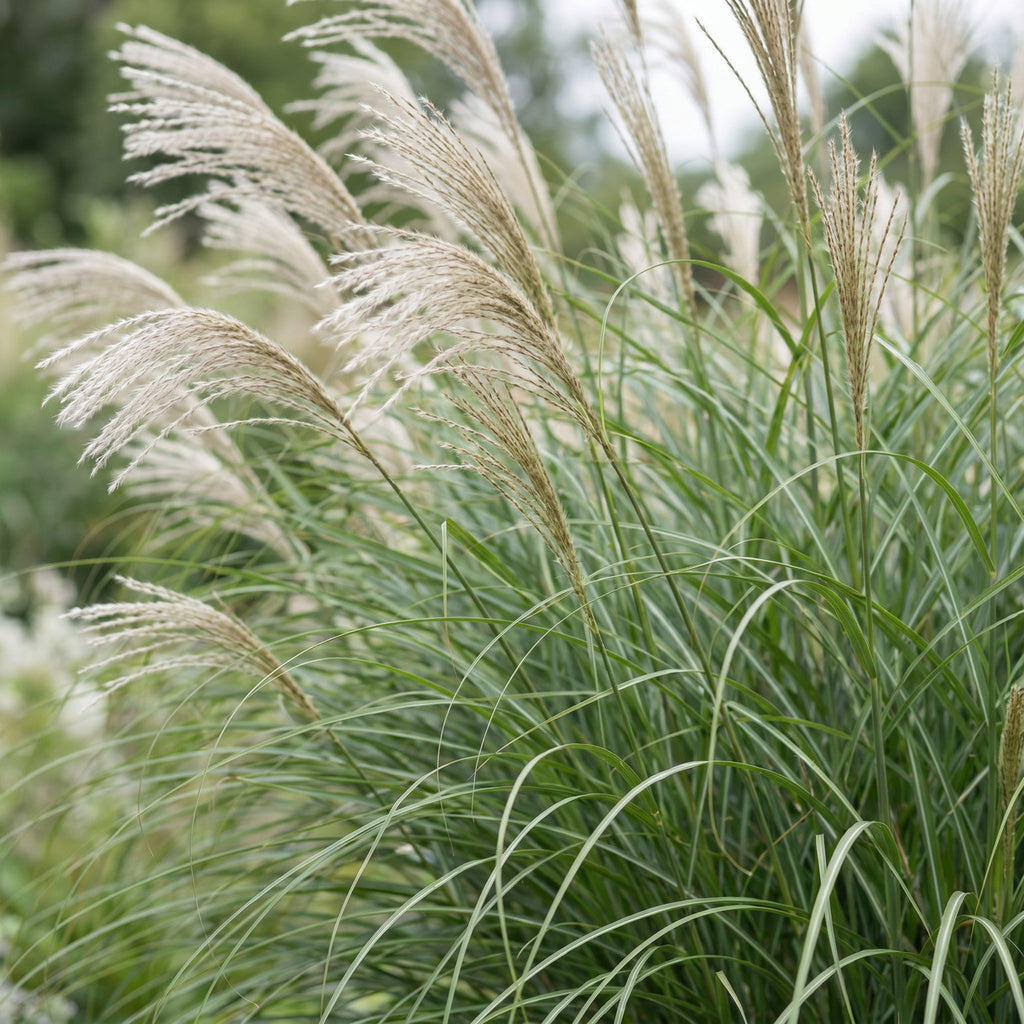 Grassen - Miscanthus sin. Gracillimus - Pampusgras - Met Pluim - Groen - 24 Planten - Pot 11cm - Hoogte 15-25cm