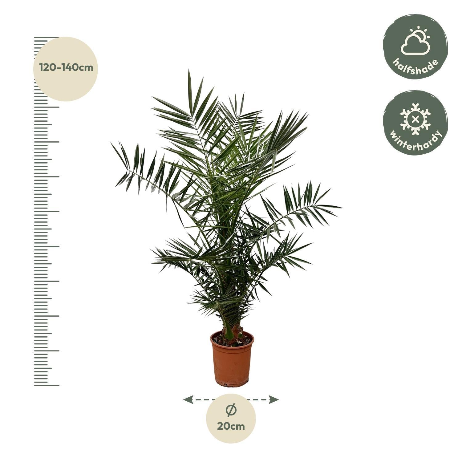 Phoenix Canariensis - 140 cm - Ø27cm