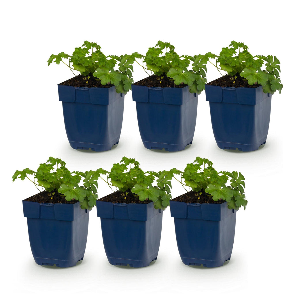 Vasteplant - Geranium cant. Cambridge - Ooievaarsbek - Bodembedekkend - Licht Roze - 6 Planten - Pot 11cm - Hoogte 15-25cm