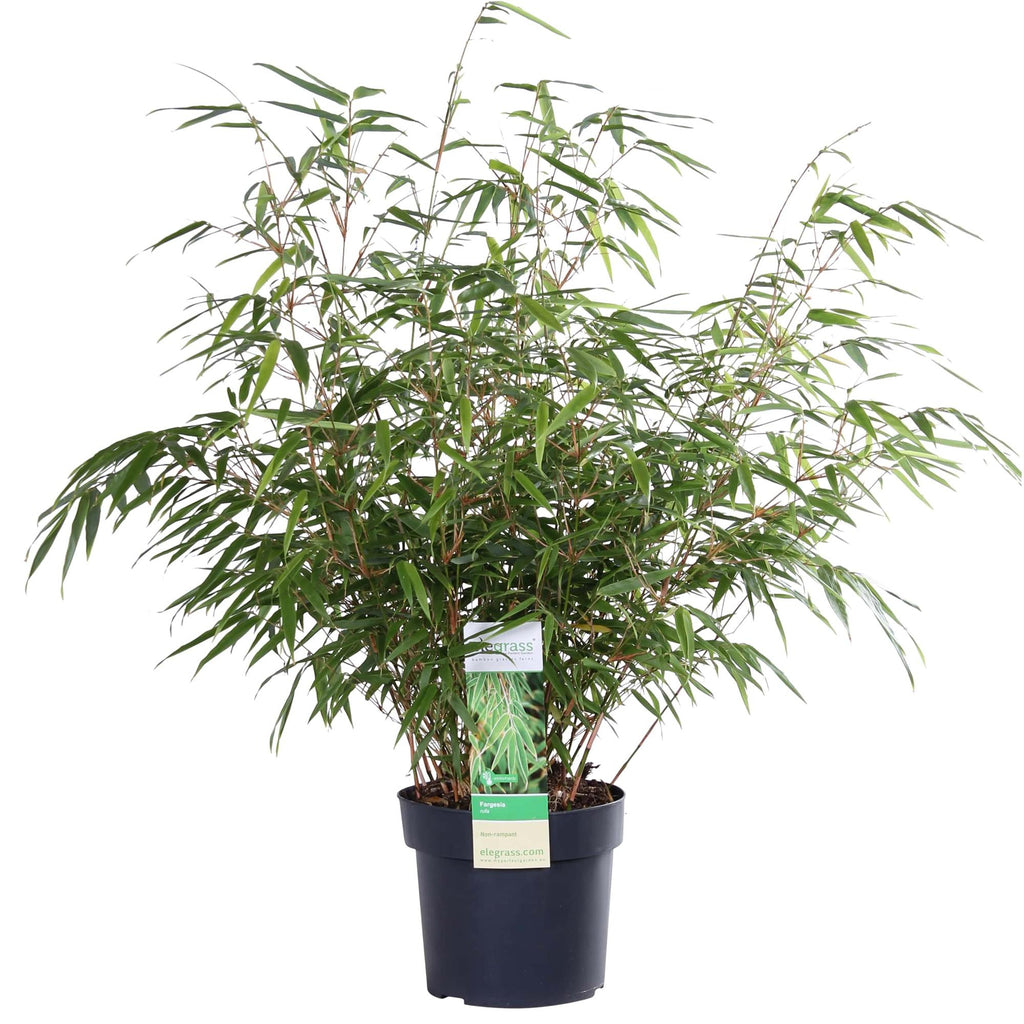 Fargesia rufa - Niet woekerende bamboe - Ø19 - ↨50-60cm