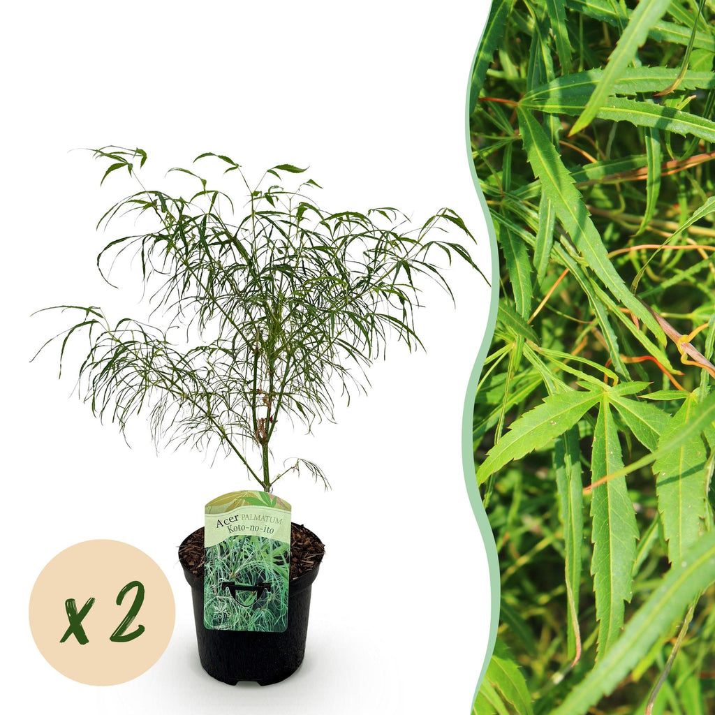Terrasplant - Japanse Esdoorn - Acer palmatum Koto-no-ito - Groen - 2 Planten - Bladverliezend - Pot 19cm Hoogte 70cm