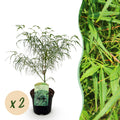 Terrasplant - Japanse Esdoorn - Acer palmatum Koto-no-ito - Groen - 2 Planten - Bladverliezend - Pot 19cm Hoogte 70cm