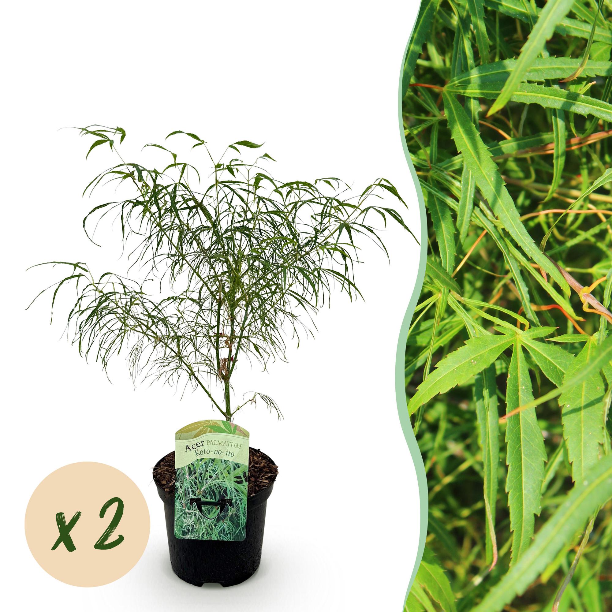 Terrasplant - Japanse Esdoorn - Acer palmatum Koto-no-ito - Groen - 2 Planten - Bladverliezend - Pot 19cm Hoogte 70cm