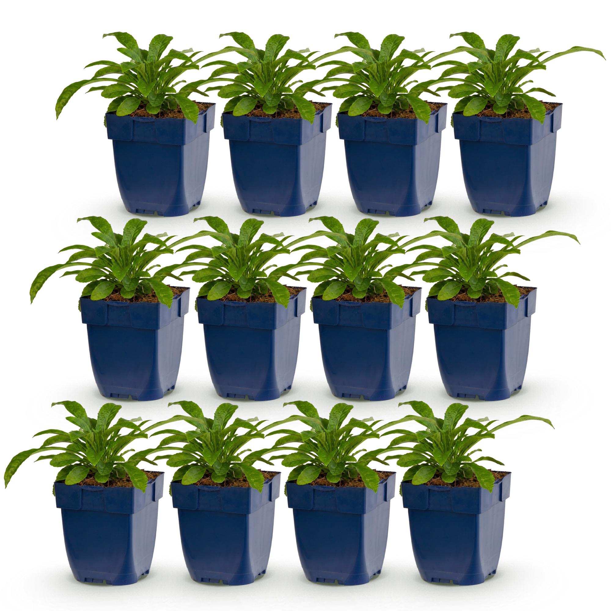 Vasteplant - Campanula pers. Alba - Perzikbladklokje - Bijen en Vlinderlokkers - Wit - 12 Planten - Pot 11cm - Hoogte 15-25cm