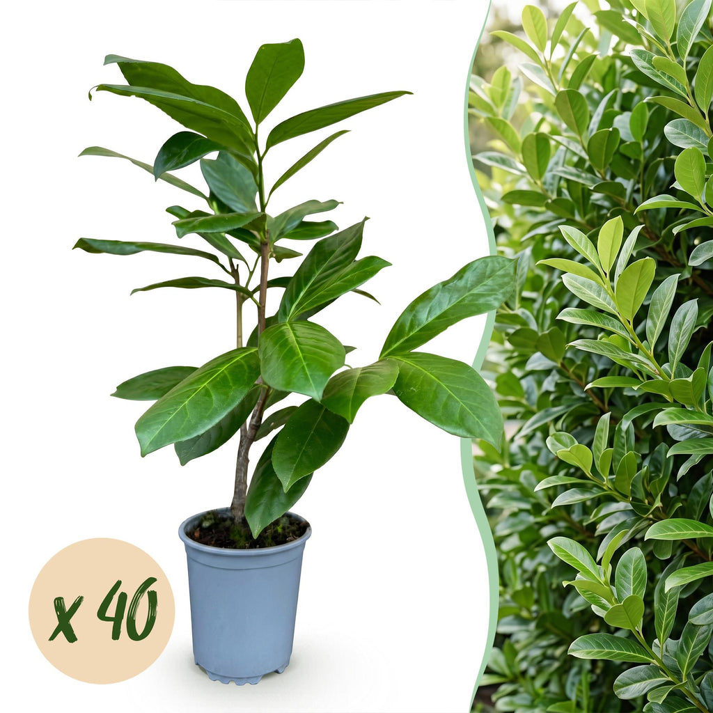 40x Prunus laur. Rotundifolia - Laurierkers - Haagplanten - Groenblijvend - Groen - Pot 9cm - Hoogte 25-35cm