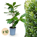 40x Prunus laur. Rotundifolia - Laurierkers - Haagplanten - Groenblijvend - Groen - Pot 9cm - Hoogte 25-35cm