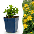 Vasteplant - Hypericum calycinum - Sint-Janskruid - Bijen- en vlinderlokkers - Geel - 1 Plant - Pot 11cm - Hoogte 15-25cm
