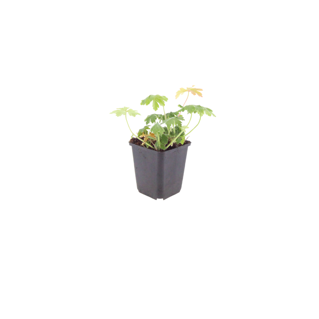 24x Geranium macr. 'Bevan's Variety' - ↕10-25cm - Ø9cm