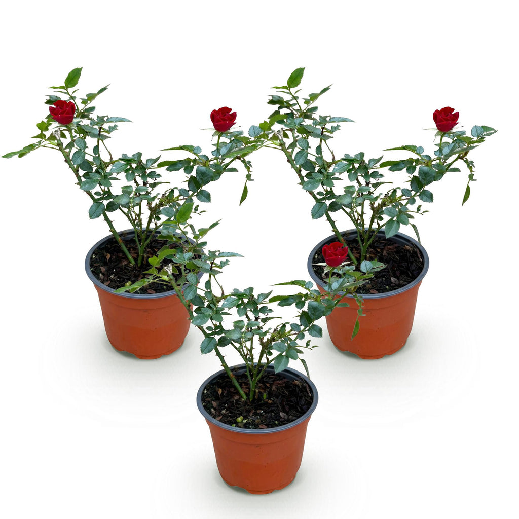 Tuin Roos - Rosa Rote The Fairy - Roos - Winterhard - Rood - 3 Planten - Pot 12cm - Hoogte Hoogte 20-25cm